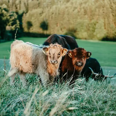 شقة Schottenhof Walser 2 - Alleinlage Im Gruenen Mit Panoramablick *